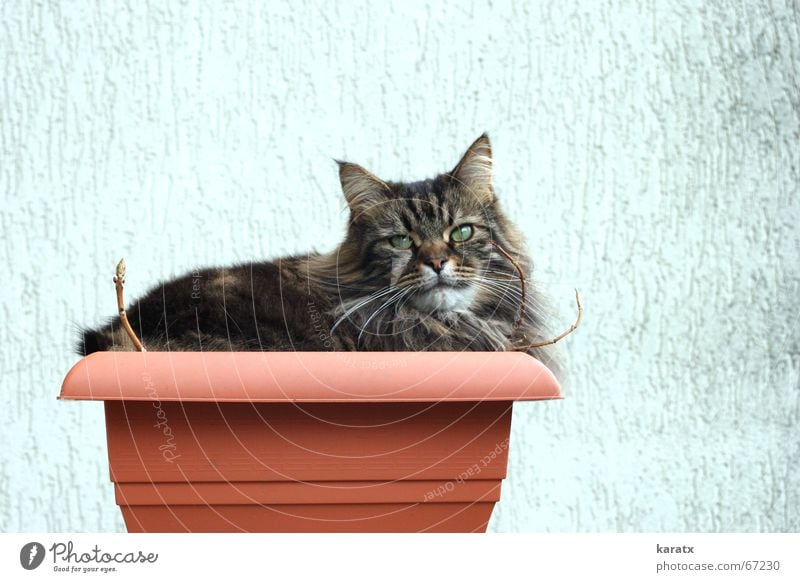 Cat in a bucket Plant Leisure and hobbies Animal Relaxation Summer Garden terrace