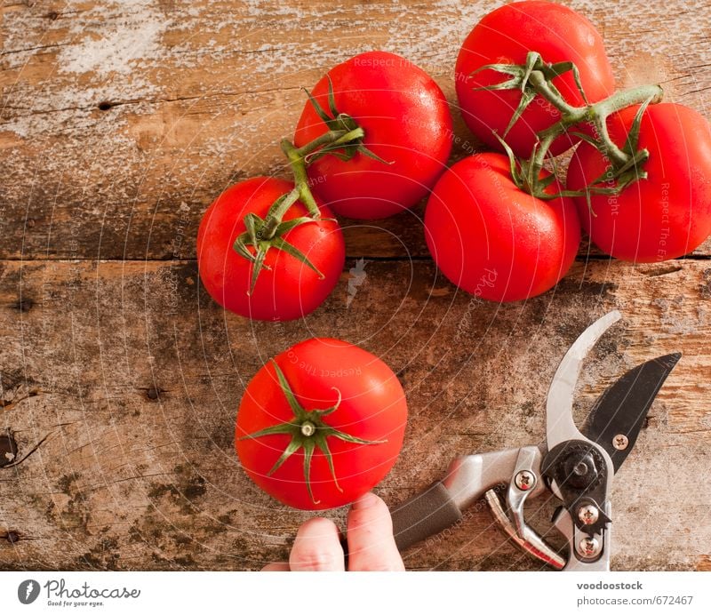 Freshly harvested ripe red grape tomatoes Food Vegetable Vegetarian diet Healthy Eating Gardening Scissors Fingers Wood Growth Red bunch cutting secateurs