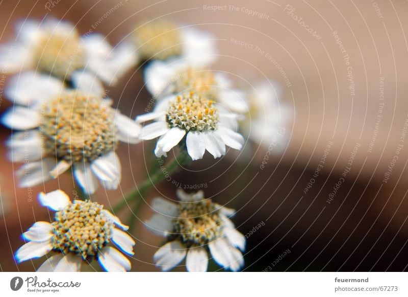 cute composite family Chamomile Blossom Plant Medicinal plant Summer Garden Mountain Alps Healthy