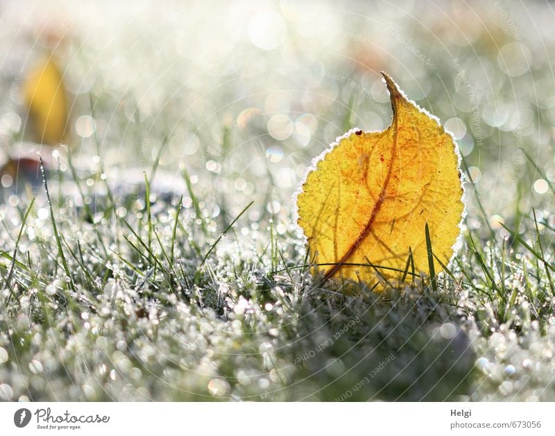 Winter jewels... Environment Nature Plant Beautiful weather Ice Frost Grass Leaf Foliage plant Garden Freeze Glittering Stand To dry up Esthetic Exceptional