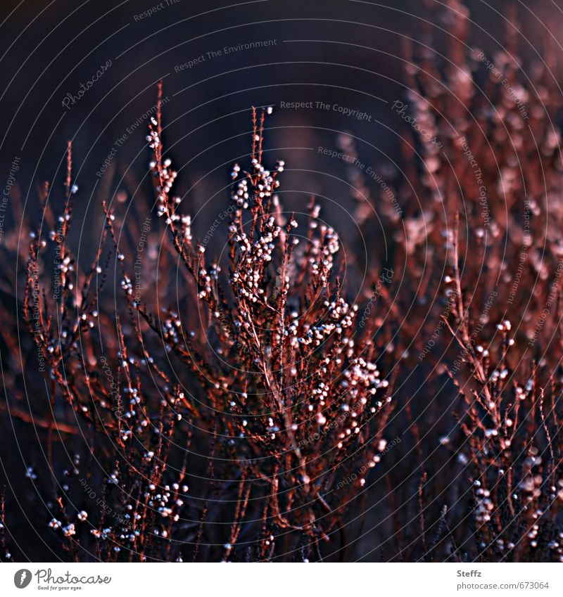 faded heather in February light Heathland Domestic Nordic Nordic romanticism Mysterious Poetic Picturesque mysterious pagan indigenous plants cryptic Bushes