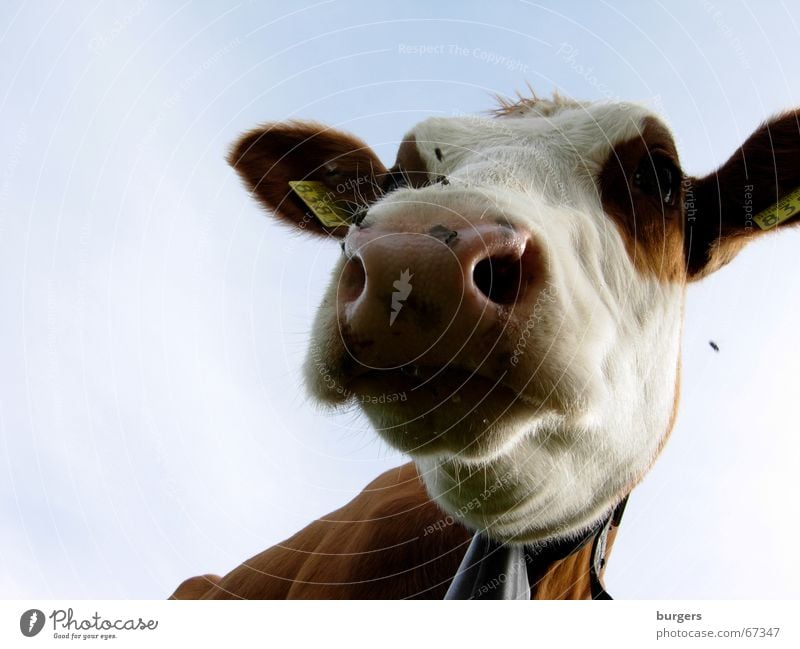 What's the difference? Cow Cattle Agriculture Farm Snout Worm's-eye view Meadow Brown Countries Sky Nose Flying Blue country Exterior shot