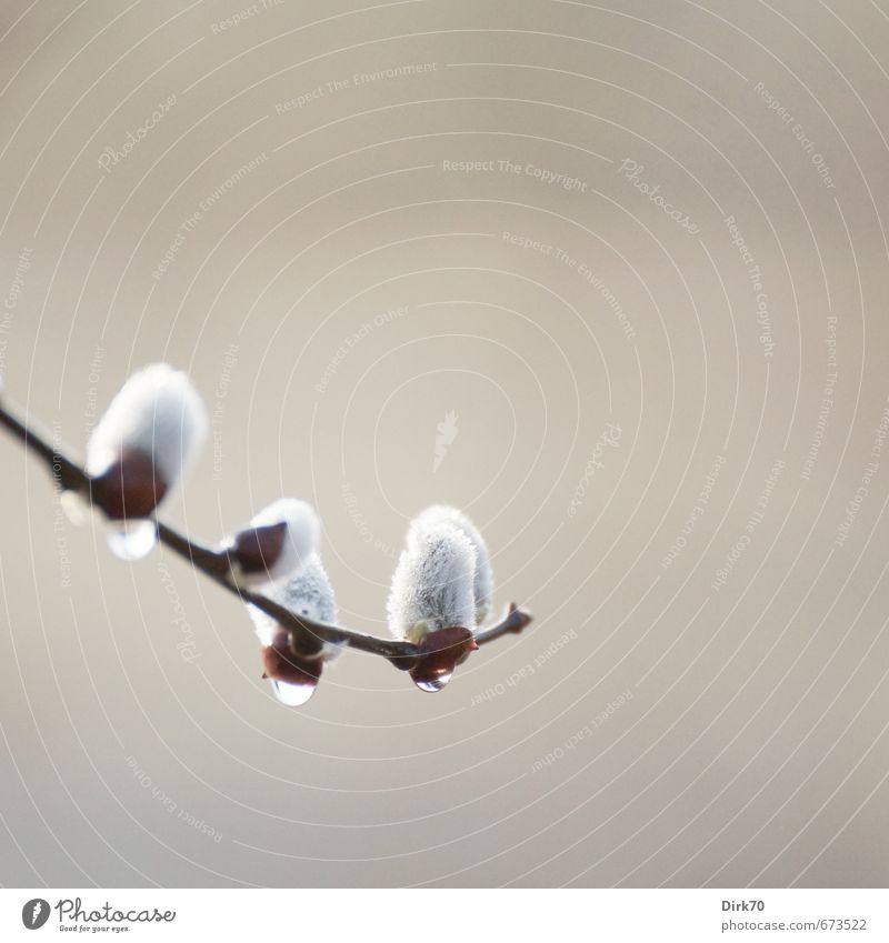 Kitten with droplets Nature Water Drops of water Spring Beautiful weather Plant Tree Bushes Blossom Bud Twig Branch Catkin Willow-tree Willow tree Garden Park