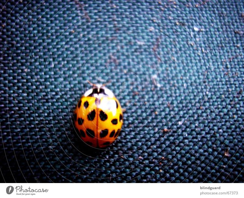 It's a bugs life Macro (Extreme close-up) Cloth Insect Bow Beetle the small guy has simply not kept still the fabric from the the tents are Orange Blue six legs