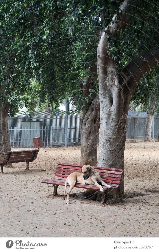 No one plays with me Tree Park Animal Pet Dog Great Dane Mastiff 1 Sit Dream Sadness Wait Threat Large Town Loneliness Park bench dog zone Colour photo