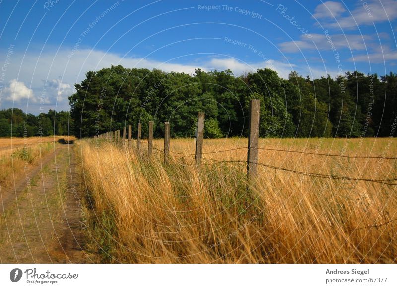 A path at the cornfield Footpath Edge of the forest Sandy path Margin of a field Forest Field Fence Barley Grass Green Clouds Agriculture Meadow Sky Grain Gold