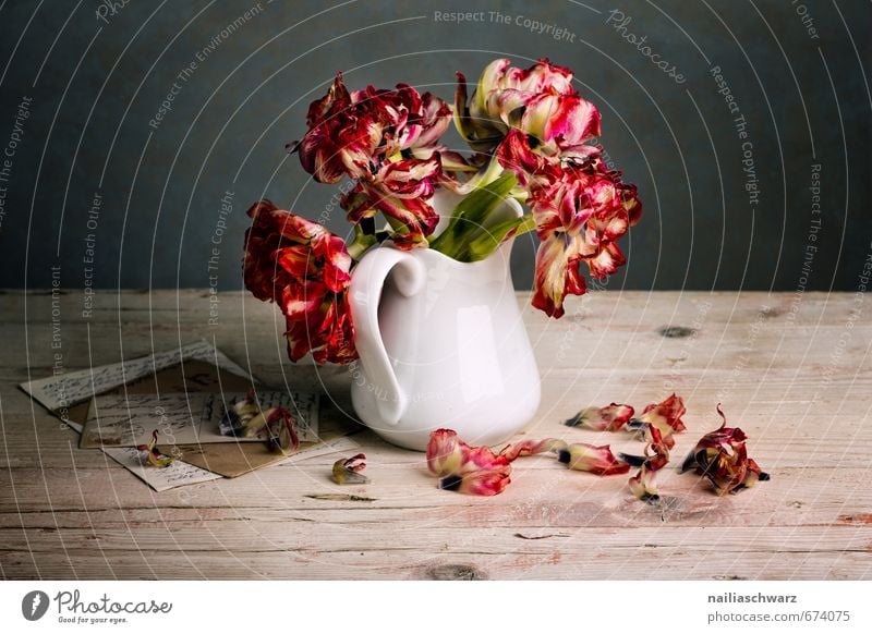 Still Life with Tulips Style Flower Bouquet Vase Letter (Mail) Card Wood Glass Fragrance Faded To dry up Natural Retro Beautiful Gray Red Moody Peace Idyll