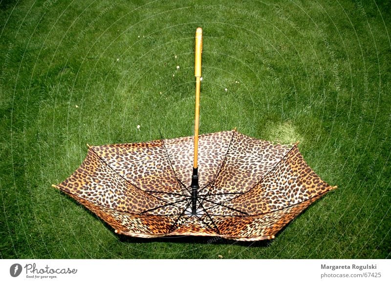 rain makes beautiful Umbrella Meadow Degrees Celsius Green Brown Leopard print Rain Weather