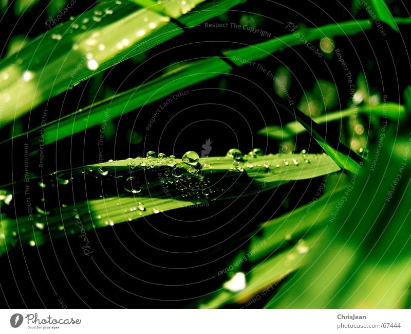 Broadway Waterway Drops of water Green Dream Wet Nature Relaxation Calm Virgin forest Zoo Street Railroad droplet beads Beautiful drip sheet sheets wetness