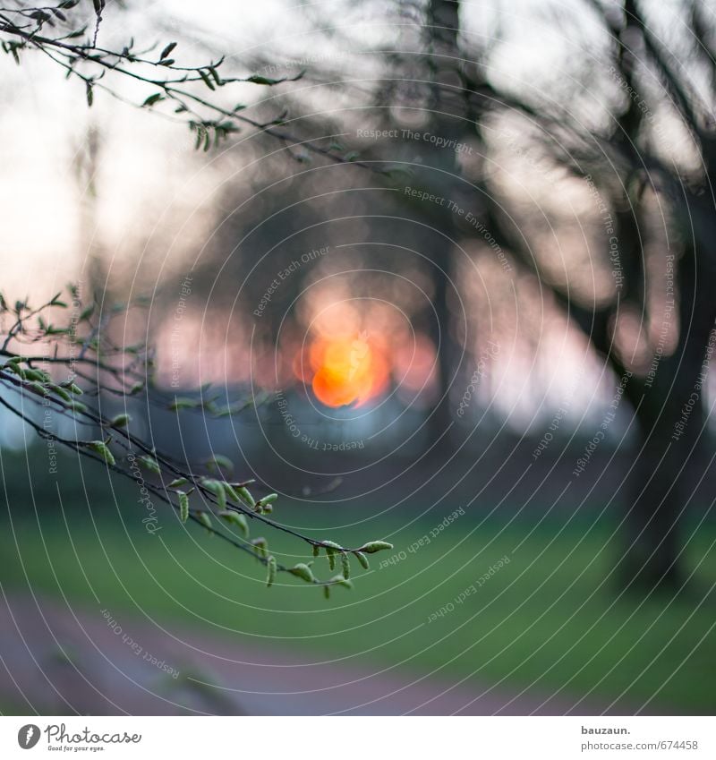 Sunset blurred. Gardening Environment Nature Landscape Plant Sunrise Spring Beautiful weather Tree Leaf Park Meadow Observe Illuminate Growth Green Orange