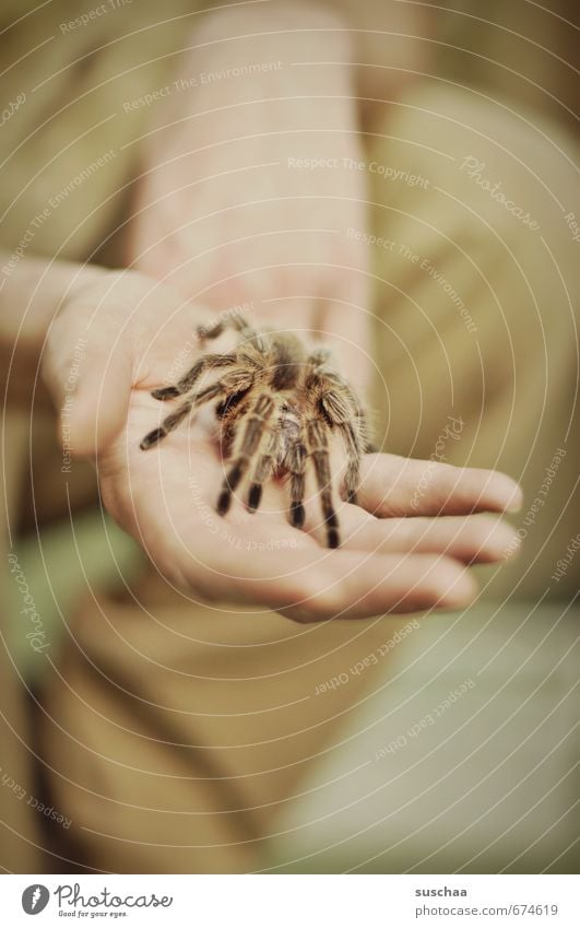 my name is rose Spider Zoo 1 Animal Threat Exotic Love of animals Fear Hand Bird-eating spider Hair Disgust Legs Fingers Subdued colour Interior shot Deserted