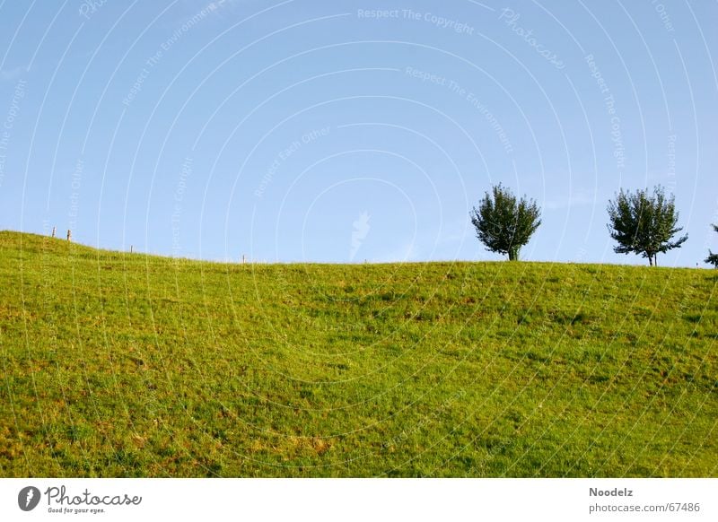 hill Tree Dark Hill Meadow Green Beautiful Juicy Azure blue Exterior shot Bright Sky Blue Vantage point Freedom Far-off places