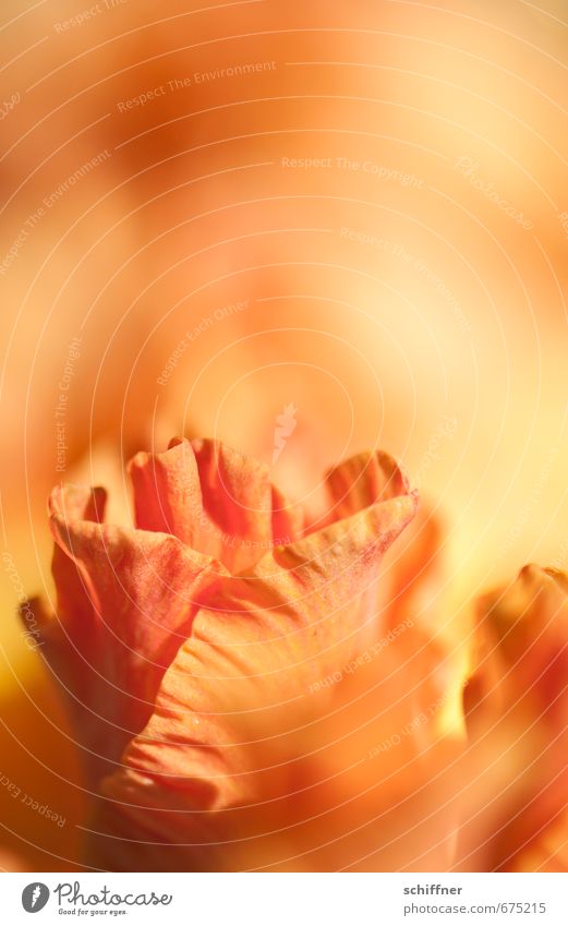 girl's flower Plant Flower Blossom Fragrance Orange Burn Flame Blossom leave Flowering plant Petaloid Gladiola Shallow depth of field Exterior shot Close-up