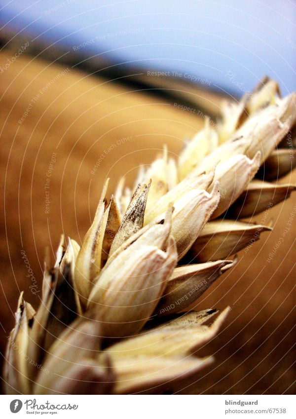 Why Zen? Wheat Moonlight Summer Physics Perspiration Macro (Extreme close-up) Chewing gum Field Horizon Tumble down Ear of corn Grain Harvest midsummer Warmth