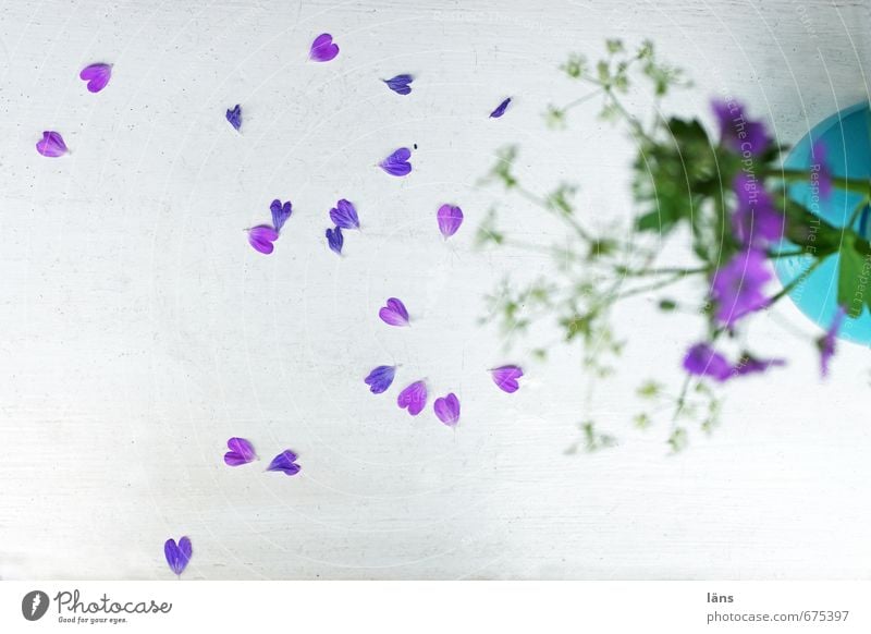 sincerely yours... l Declaration of love Flower Blossoming Vase Leaf Faded Window board Fallen Deserted Shallow depth of field Bouquet Decoration faded flower