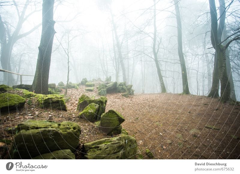 Film set for the Hobbit Landscape Plant Animal Spring Autumn Fog Tree Moss Forest Blue Brown Yellow Green Black White Enchanted forest Stone Mysterious Mystic