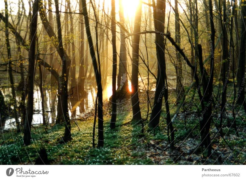 break of dawn Morning Twilight Sunbeam Forest Tree Fog Meadow Water