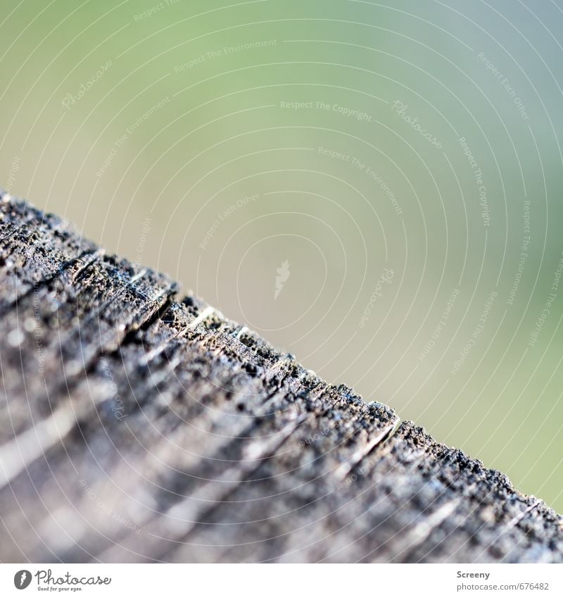 edge Tree Forest Wood Corner Senior citizen Transience Structures and shapes Green Brown Thread Colour photo Exterior shot Macro (Extreme close-up) Deserted