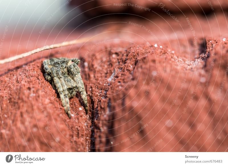 Tired eight-legged friend... Nature Animal Forest Rock Spider 1 Stone Sleep Small Brown Red Safety Protection Safety (feeling of) Serene Calm Feeble