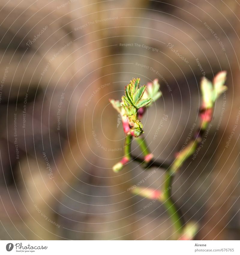 unfolding Nature Plant Spring Leaf Foliage plant Leaf bud Shoot Forest Growth Small Natural Brown Green Red Spring fever Anticipation Power Beginning Hope