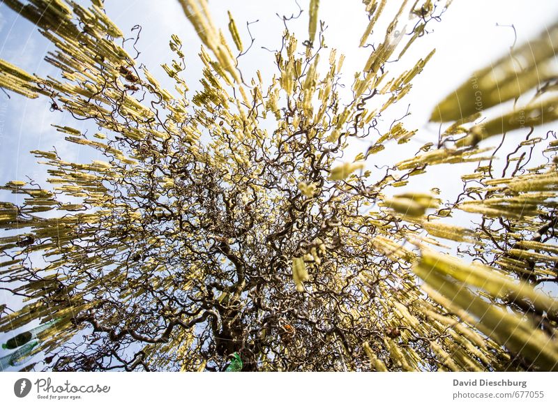 Off to space Nature Plant Animal Sky Spring Summer Beautiful weather Tree Garden Park Forest Blue Brown Yellow Black White Blossoming Common walnut Spring day