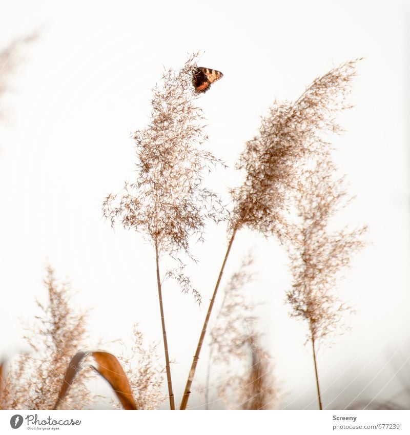 maiden flight Nature Plant Animal Grass Common Reed Lakeside Butterfly 1 Sit Small Natural Brown White Spring fever Brave Serene Patient Calm Flexible Adventure