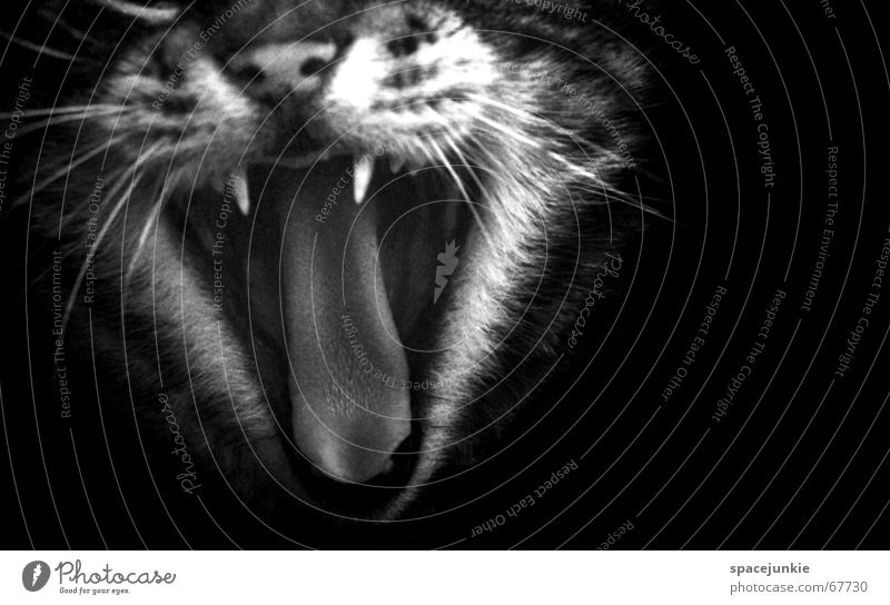 Wild Cat Animal Cat's head Pet Domestic cat Exterior shot Pelt Wilderness Wild cat Big cat Yawn Cat's tongue Looking cat fur Black & white photo Set of teeth