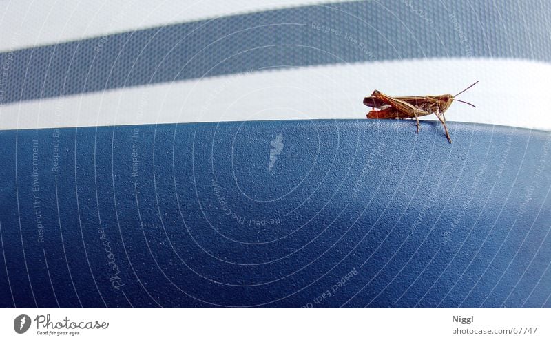 grasshopper Locust Insect Macro (Extreme close-up) Style Stripe White Salto Blue Backrest niggl