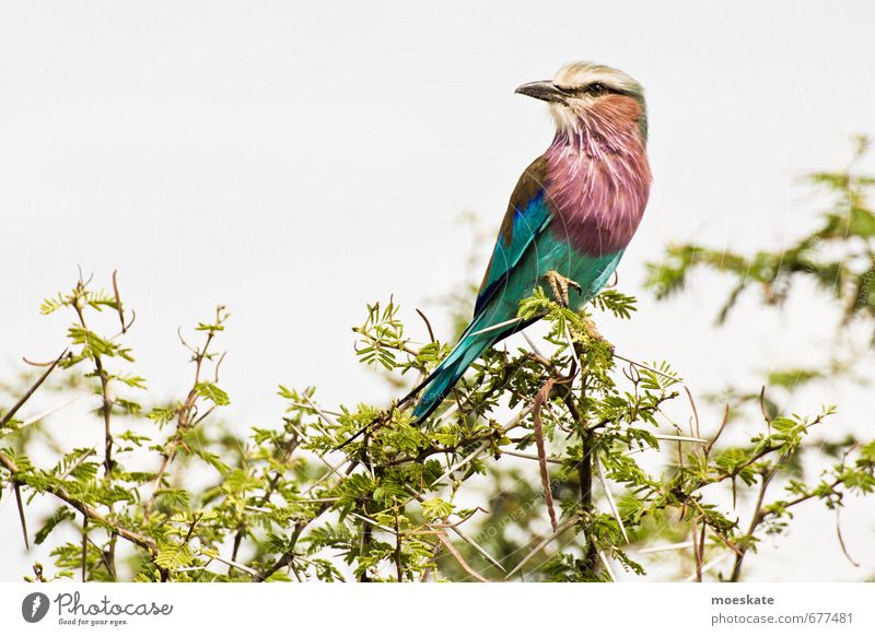 roller Bird Blue Green Violet Orange South Africa Racken birds Sit Krueger Nationalpark Colour photo Multicoloured Exterior shot Deserted Copy Space left