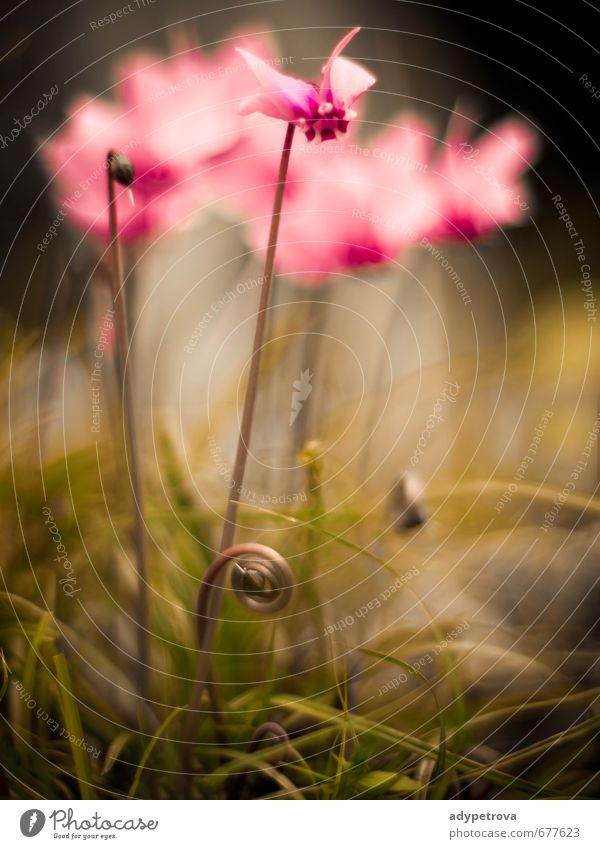 curious flowers Environment Nature Landscape Plant Elements Flower Bushes Foliage plant Exotic Garden Forest Green Pink Emotions Moody Joy Multicoloured