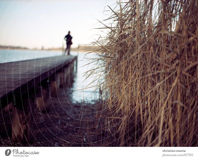 Reed at Lake Chiemsee Common Reed Footbridge Blur Far-off places Depth of field Bavaria Water Human being