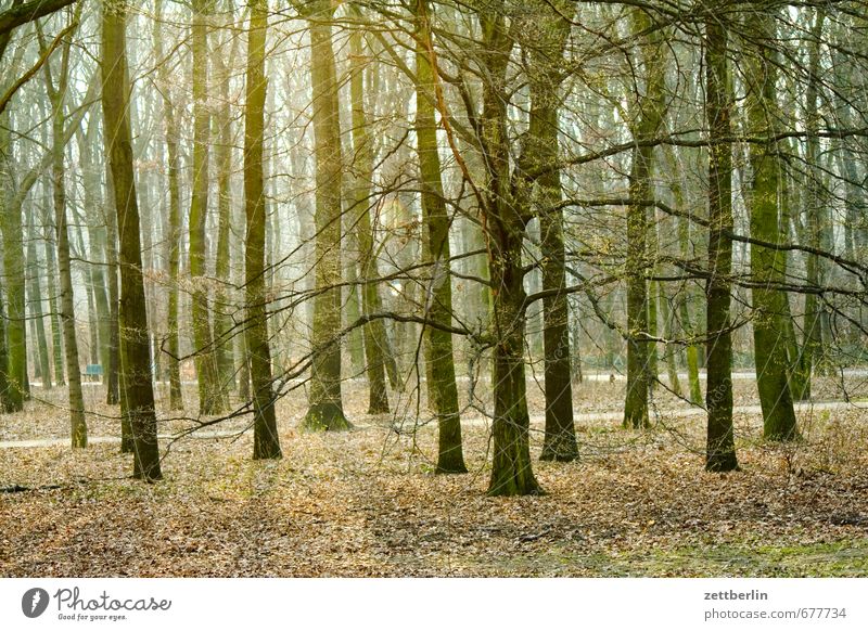 zoo Architecture Berlin Town City life Forest Berlin zoo Park Tree trunk Lanes & trails Footpath Deciduous forest Nature Landscape Sun Light Back-light