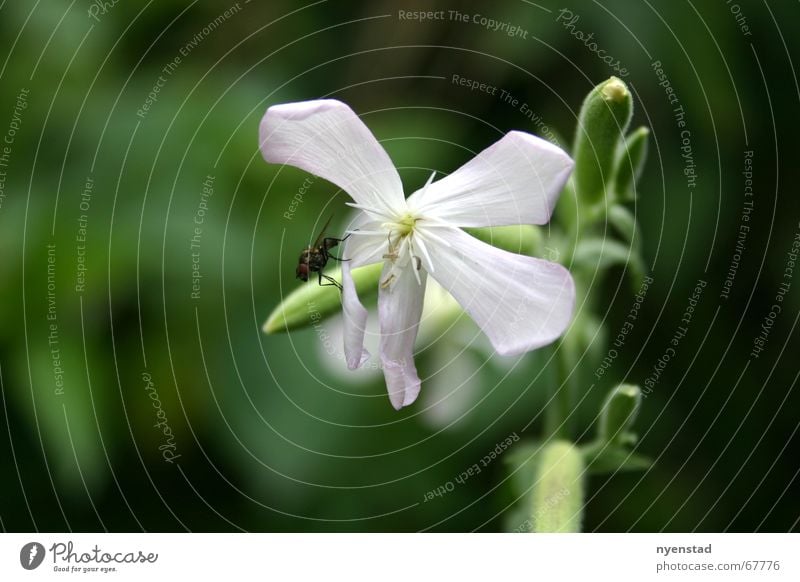 flowers Flower Park Green Insect Relaxation Exterior shot blood Plant Garden Nature Fly Freedom green background Macro (Extreme close-up)