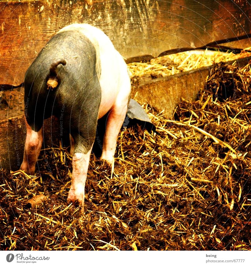 can't eat as much as I want to shit. Password Digestive system Manure Fold Pigsty Swine Pet Organic produce Organic farming Biological Feces Agriculture