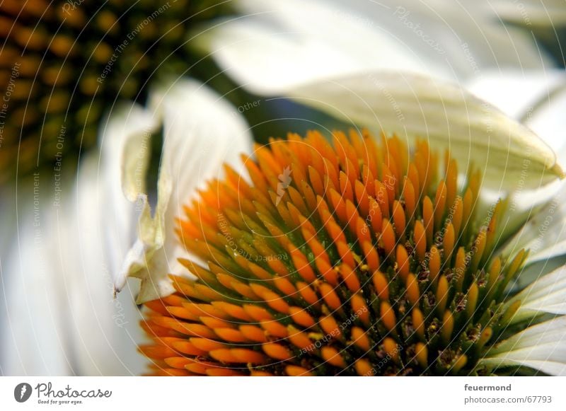 white sun hat Blossom Flower Plant Herbaceous plants Summer Blossom leave White Garden Sunhat Bud sun shade