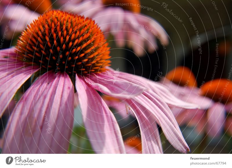 red sun hat Blossom Flower Plant Herbaceous plants Summer Blossom leave Red Garden Sunhat Bud sun shade