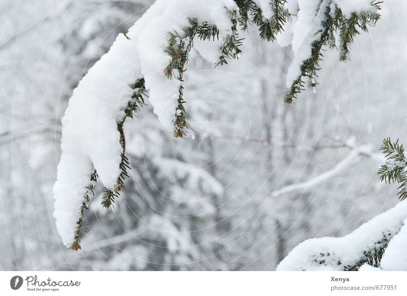 Now wird´s winter again Nature Ice Frost Snow Plant Tree Garden Cold White Winter Snowfall Heavy Branch Crooked Twig Weather Winter vacation Exterior shot