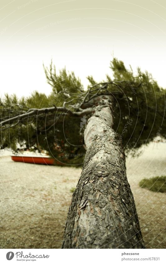 Rainy Sunday Beach Tree Watercraft Ocean Gravel Tree bark Wood Fir tree Dark Dalmatia Croatia Golden Horn Green Wood flour Sky Thunder and lightning bra&#269