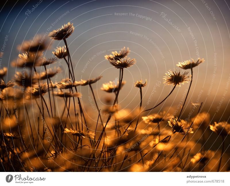 sunset flowers Environment Nature Plant Elements Summer Lightning Flower Leaf Blossom Garden Park Feeding Good Beautiful Emotions Moody Joy Happiness Passion