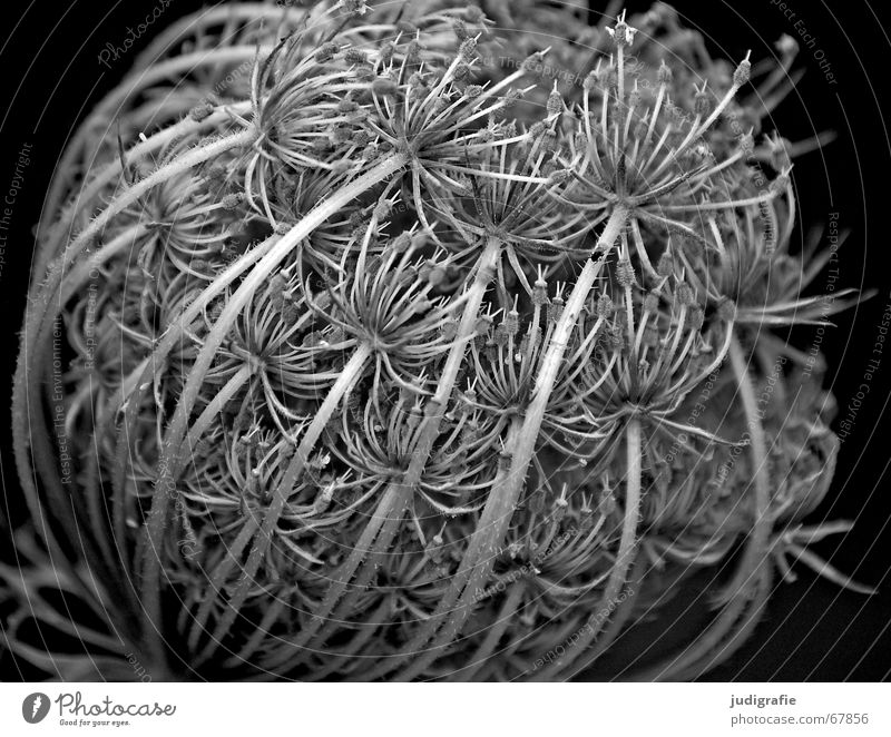 blossoming Blossom Blossoming Black Insect Light Umbellifer Black & white photo Summer Power Nature Structures and shapes Line Ball Sphere