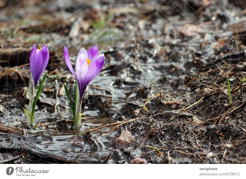 wild saffron growing in spring Beautiful Life Nature Plant Spring Flower Grass Leaf Blossom Growth Fresh Small Natural New Wild Green Colour Saffron Crocus