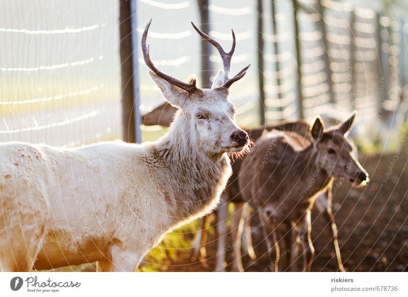 the white stag with the beautiful eyes Environment Nature Sunrise Sunset Sunlight Spring Autumn Beautiful weather Meadow Field Animal Wild animal Deer Roe deer