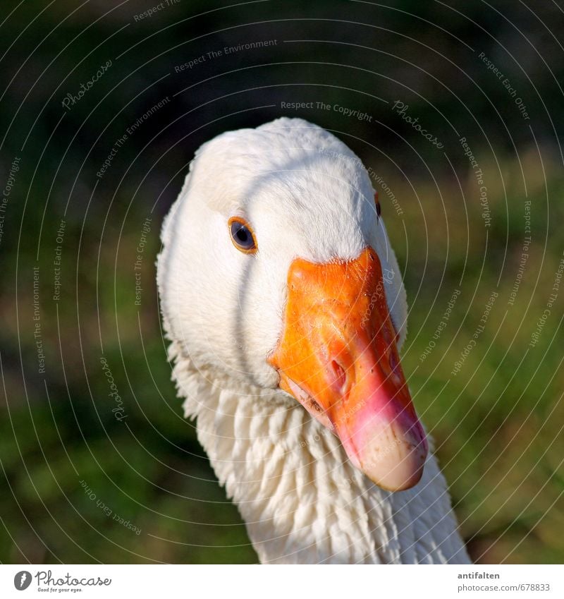 Goose nice and sad Meat Roasted goose St-Martin Nature Spring Summer Autumn Beautiful weather Garden Park Meadow Farm animal Animal face Zoo Petting zoo 1 Fence