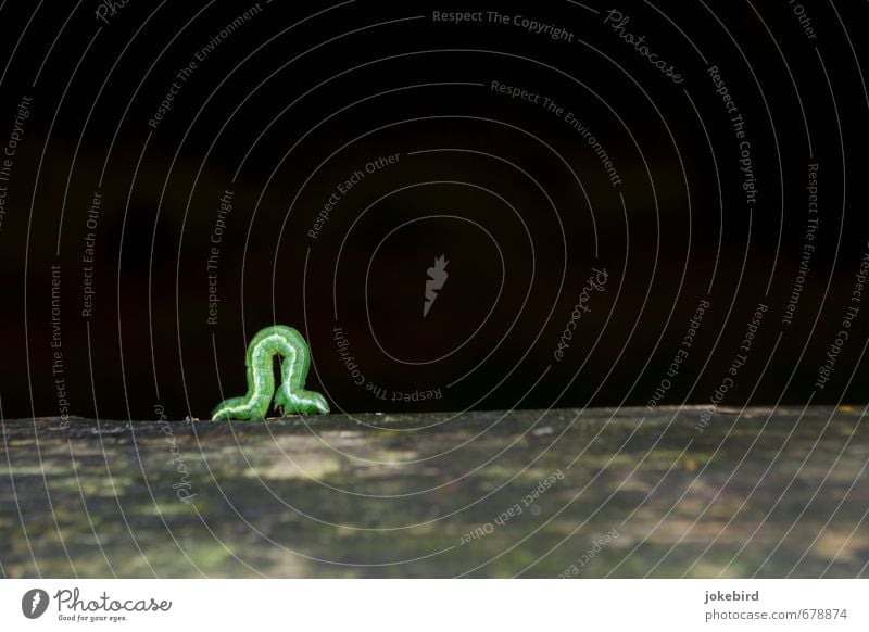 side strip Caterpillar Wood Green Growth Stripe Crawl Colour photo Exterior shot Deserted Copy Space right Copy Space top Copy Space bottom Isolated Image