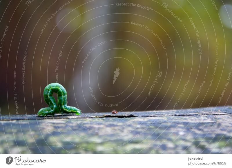 omega Caterpillar Wood Green Growth Crawl Flexible Colour photo Exterior shot Deserted Copy Space right Copy Space top Copy Space bottom Copy Space middle