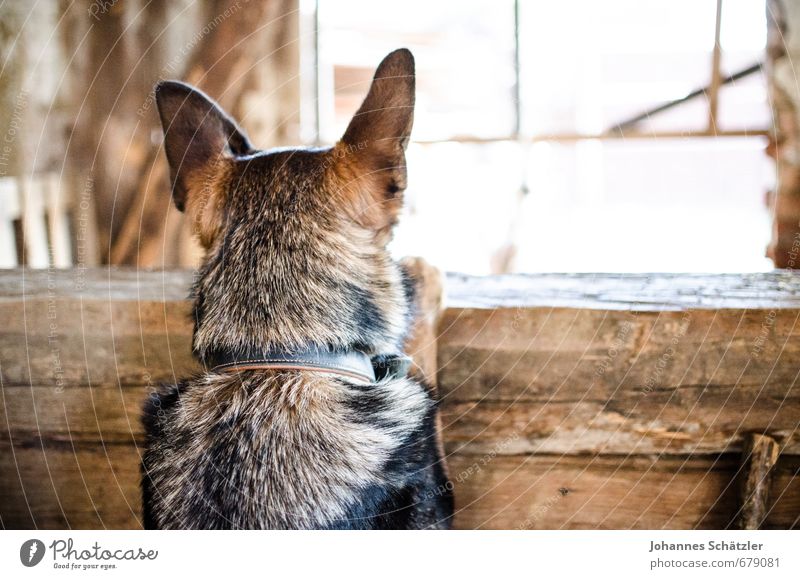 Keep your ears up! Agriculture Forestry Village Hut Animal Pet Farm animal Dog 1 Wood Observe Listening Looking Brown Black Patient Curiosity Interest Discover