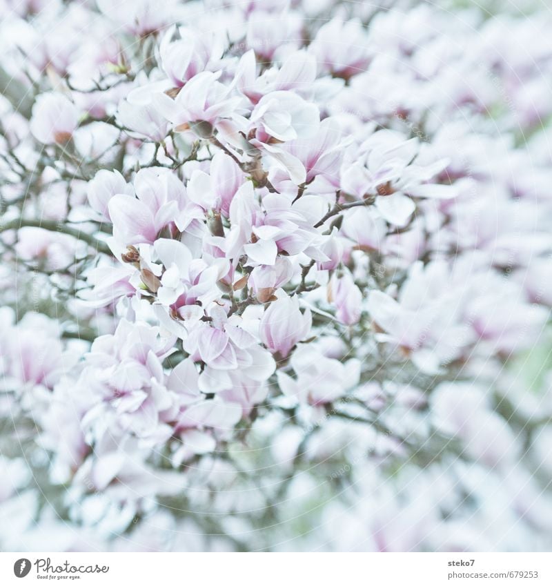 Spring in abundance Plant Tree Blossom Magnolia tree Magnolia blossom Blossoming Bright Pink White Lush Narrow Splendid Subdued colour Exterior shot Deserted