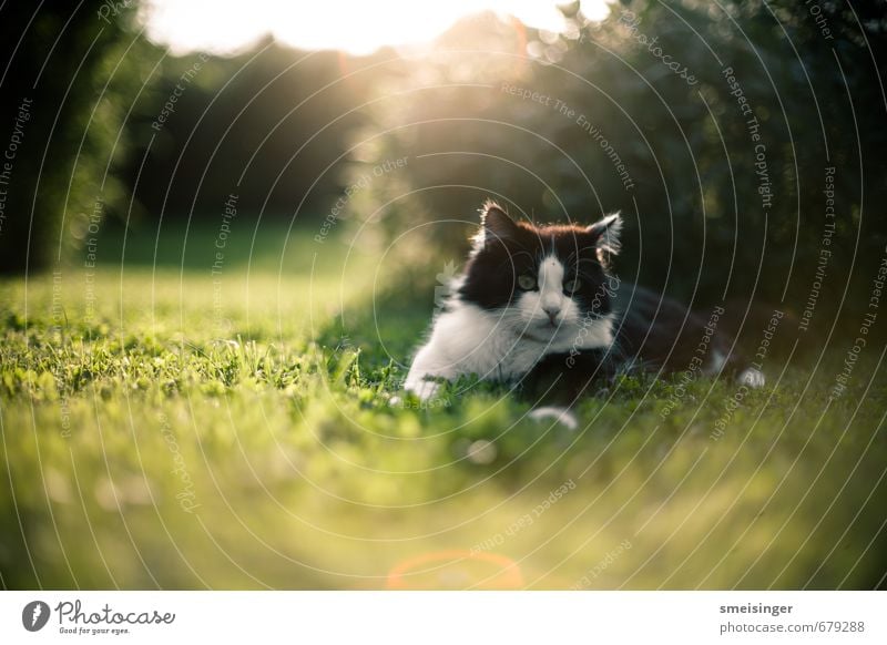 Katze Garten Frühling Relaxation Summer Sun Garden Nature Spring Grass Bushes Park Animal Pet Cat Animal face 1 Warmth Green Serene Peace Idyll Cute Fluffy