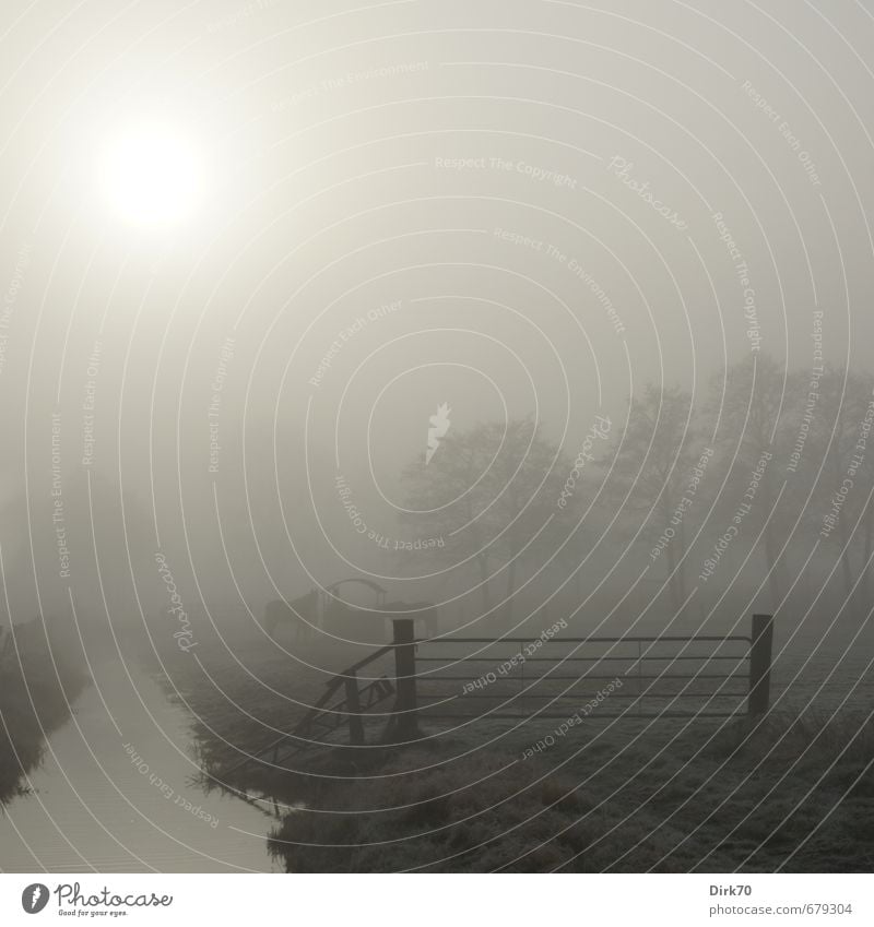 Morning fog over the pasture Agriculture Forestry Environment Landscape Sun Sunlight Winter Weather Fog Tree Grass Meadow Field Water ditch Pasture Gate