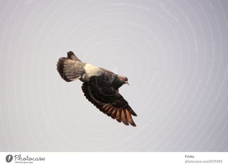 down there Nature Air Sky Animal Bird Pigeon Wing 1 Flying Speed Brown Gray White shows Indicate Downward Colour photo Exterior shot Deserted Copy Space right